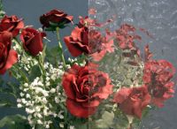 Cliquer pour agrandir