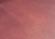 W1052-Md.Rose Trans.#134